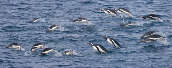 South Georgia Island Gentoo penguins leaping